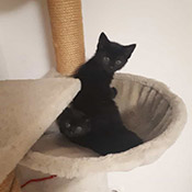 Zwei Katzenjungs haben ein neues Zuhause gefunden!