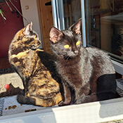 Cleo und Leon suchen ein neues Zuhause