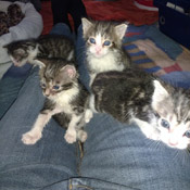 Die 4 Babykätzchen (Cajo,Cooper,Carl und Cilia) haben ein Zuhause gefunden.