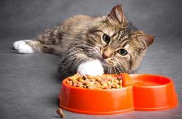 Dringend Futterspenden benötigt Dringend Futterspenden benötigt